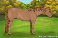 Horse Color:Red Roan