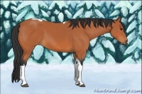 Horse Color:Bay Tobiano 