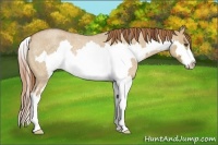 Horse Color:Red Dun Roan Splash Frame Rabicano 