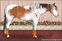 Horse Color:White Spotted Bay Tobiano