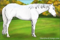 Horse Color:Silver Classic Champagne Splash Frame Leopard