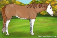 Horse Color:Chestnut Splash