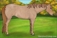 Horse Color:Red Roan 