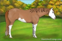 Horse Color:Chestnut Splash 