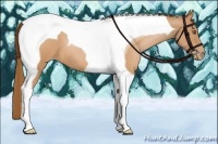 Horse Color:Brown Pearl Tobiano 