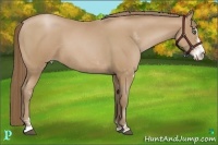 Horse Color:Black Pearl Sabino 