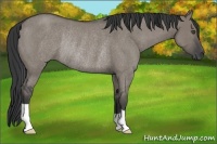 Horse Color:Grullo Roan Rabicano 
