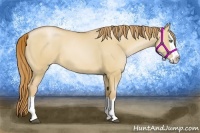 Horse Color:Red Dun Pearl Splash