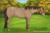 Horse Color:Amber Champagne