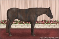 Horse Color:Liver Chestnut  Brindle