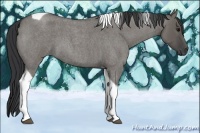 Horse Color:Grullo Roan Tobiano
