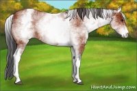 Horse Color:White Spotted Bay 