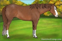 Horse Color:Chestnut Splash