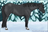 Horse Color:Blue Roan 
