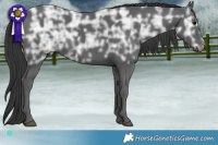 Horse Color:Black Ice 
