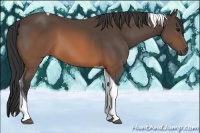 Horse Color:Brown Tobiano 
