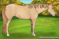 Horse Color:Gold Champagne