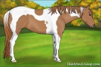 Horse Color:Chestnut Tobiano