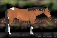 Horse Color:Bay Tobiano 