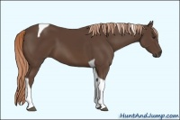 Horse Color:Liver Chestnut Tobiano 