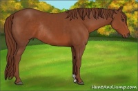 Horse Color:Chestnut Rabicano 