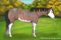 Horse Color:Bay Roan Splash