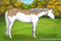 Horse Color:Palomino Splash 