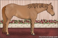 Horse Color:Chestnut Frame