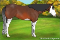 Horse Color:Bay Splash 
