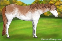 Horse Color:White Spotted Chestnut