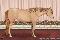 Horse Color:Gold Champagne 