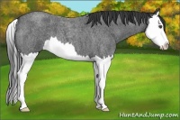 Horse Color:Blue Roan Splash 