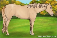 Horse Color:Gold Champagne 