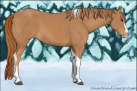 Horse Color:Chestnut Splash Tobiano