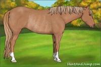 Horse Color:Chestnut Rabicano 