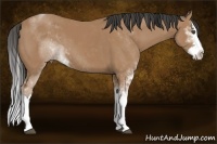 Horse Color:Buckskin Sabino Splash
