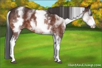 Horse Color:White Spotted Bay 