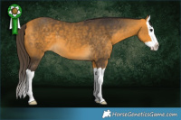 Horse Color:Buckskin Splash