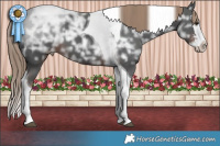 Horse Color:Liver Chestnut Ice Sabino Splash Tobiano 