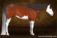 Horse Color:Brown Splash