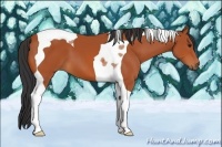 Horse Color:Bay Tobiano 