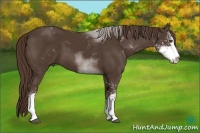Horse Color:Liver Chestnut Sabino 
