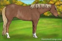 Horse Color:Chestnut Rabicano 