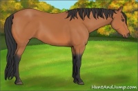 Horse Color:Bay Rabicano 