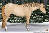 Horse Color:Chestnut Pearl Rabicano
