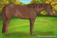 Horse Color:Chestnut Rabicano 