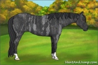 Horse Color:Blue Roan Brindle