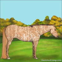 Horse Color:Buckskin Dun Splash  Brindle