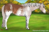 Horse Color:White Spotted Silver Bay Sabino