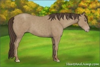 Horse Color:Classic Champagne 
